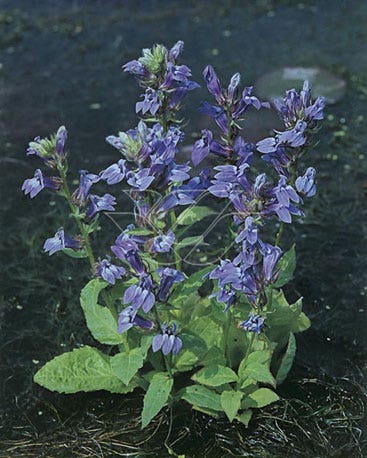 Waterlobelia (Lobelia siphilitica)