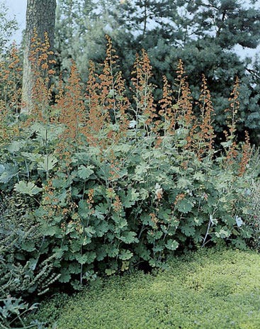 Pluimpapaver (Macleaya cordata)