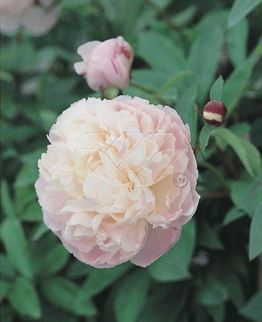 Pioenroos (Paeonia lactiflora 'Shirley Temple')