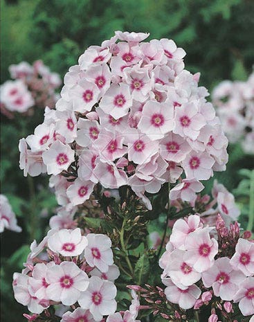 Vlambloem (Phlox paniculata 'Europa')