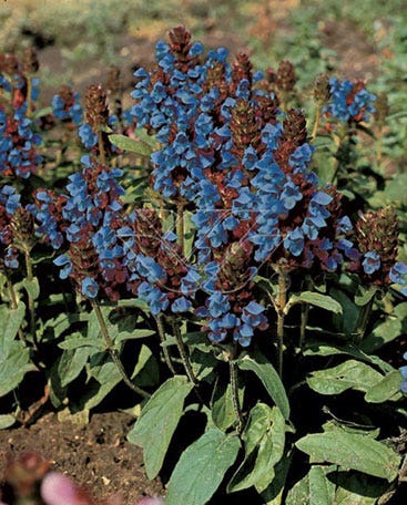 Gewone brunel (Prunella vulgaris)