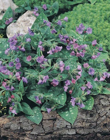 Longkruid (Pulmonaria 'Smokey Blue')