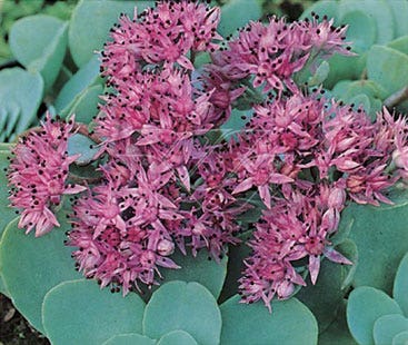 Vetkruid (Sedum ewersii 'Bright Pink')