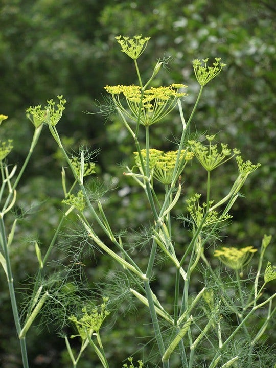 Venkel (Foeniculum vulgare)