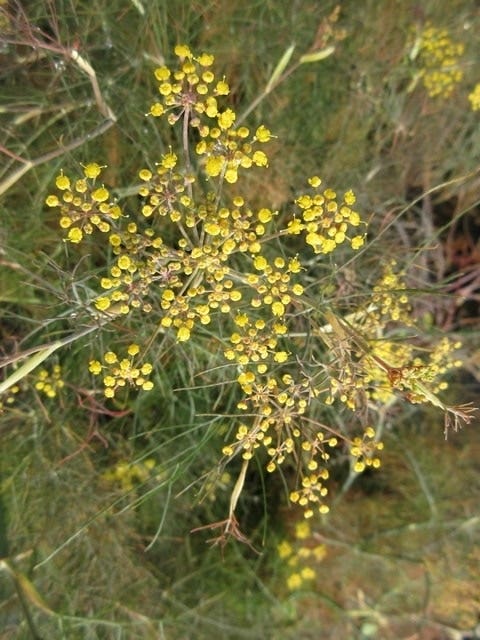 Venkel (Foeniculum vulgare 'Giant Bronze')