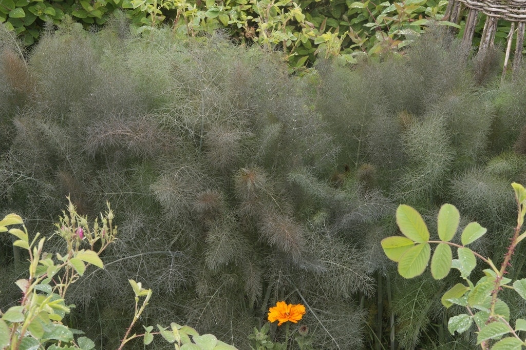 Venkel (Foeniculum vulgare 'Purpureum')