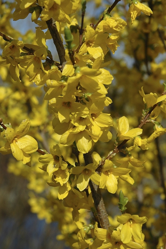 Chinees klokje (Forsythia intermedia 'Lynwood')