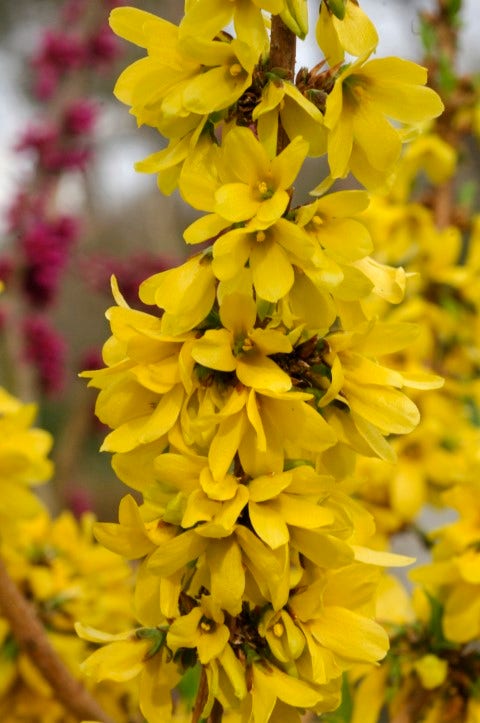 Chinees klokje (Forsythia intermedia 'Mikador' ®)