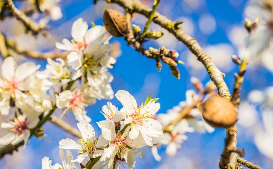 Amandelboom (Prunus dulcis)