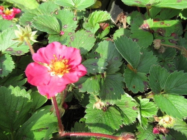 Sieraardbei (Fragaria 'Stickbolwi')