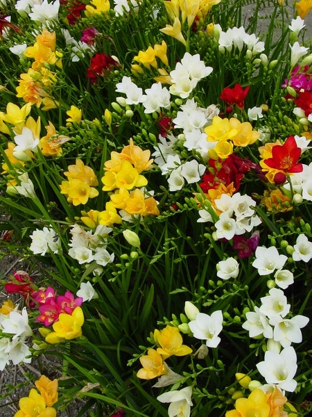 Freesia (Freesia enkelbloemig mix)