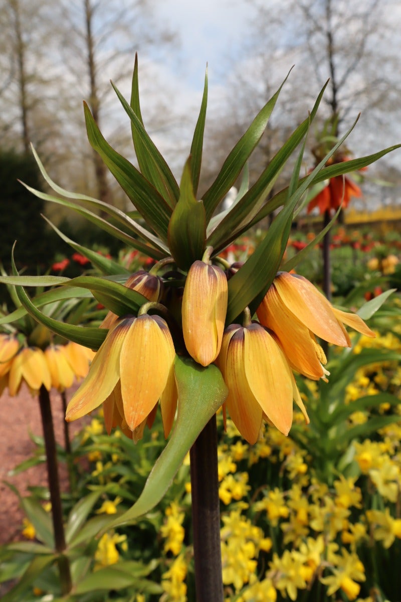 Keizerskroon (Fritillaria 'Paradise Beauty')