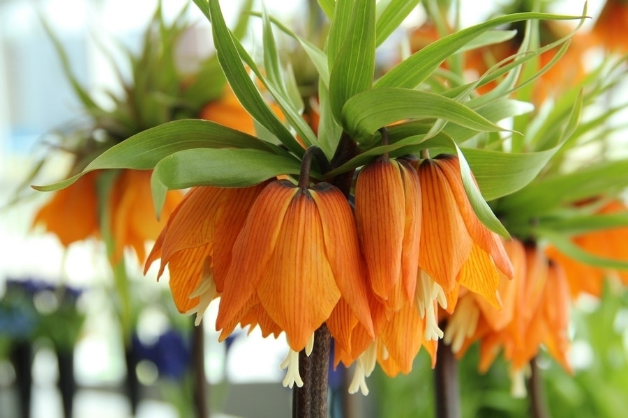 Keizerskroon (Fritillaria imperialis 'Garland Star')