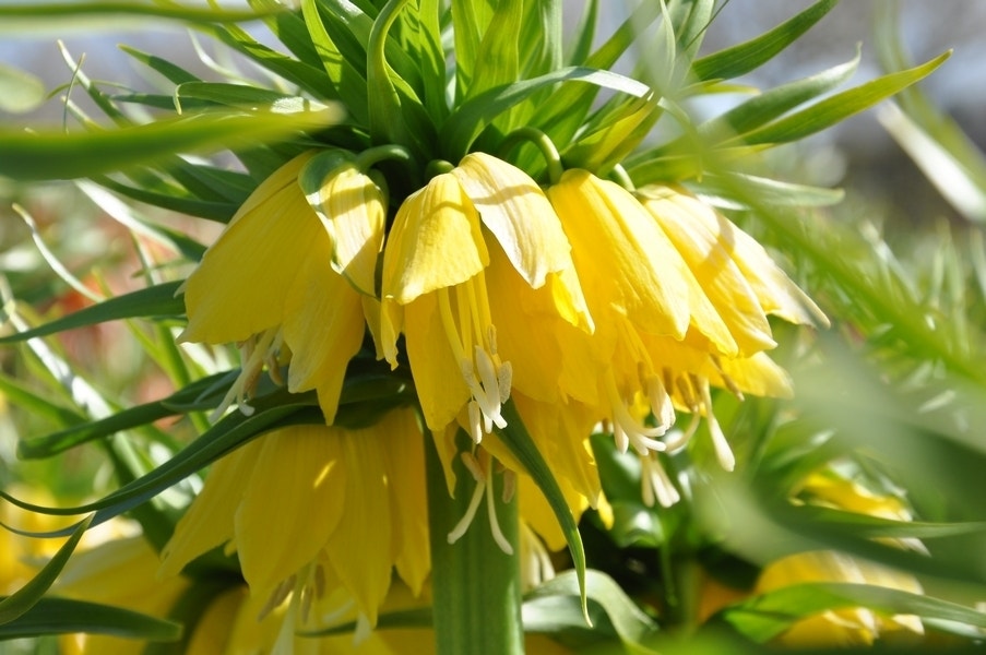 Keizerskroon (Fritillaria imperialis 'Lutea')