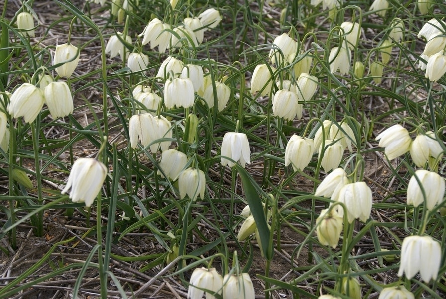 Kievitsbloemen (Fritillaria meleagris 'Alba')