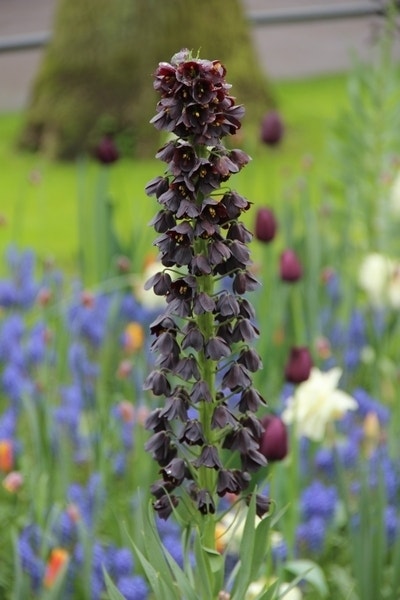 Perzische keizerskroon (Fritillaria persica)