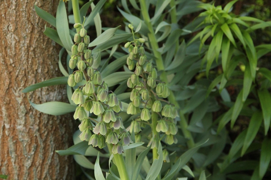 Perzische keizerskroon (Fritillaria persica 'Green Dreams')