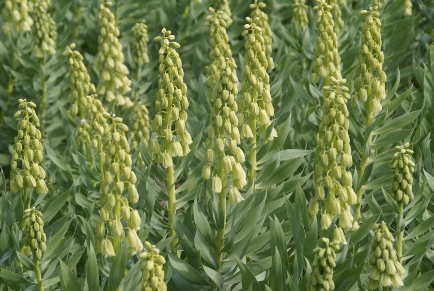 Perzische keizerskroon (Fritillaria persica 'Ivory Bells')