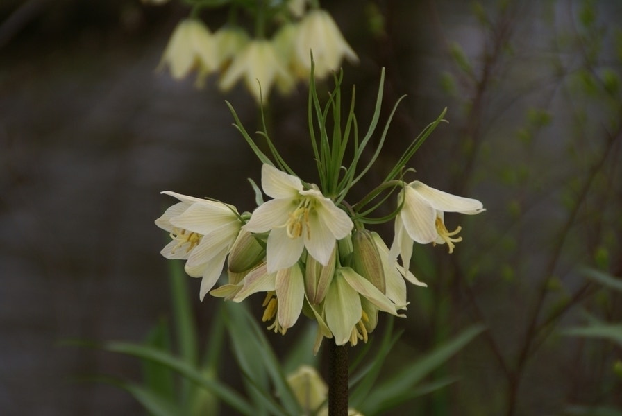 Keizerskroon (Fritillaria raddeana)