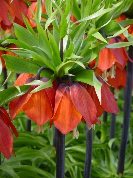 Keizerskroon (Fritillaria imperialis 'Rubra')