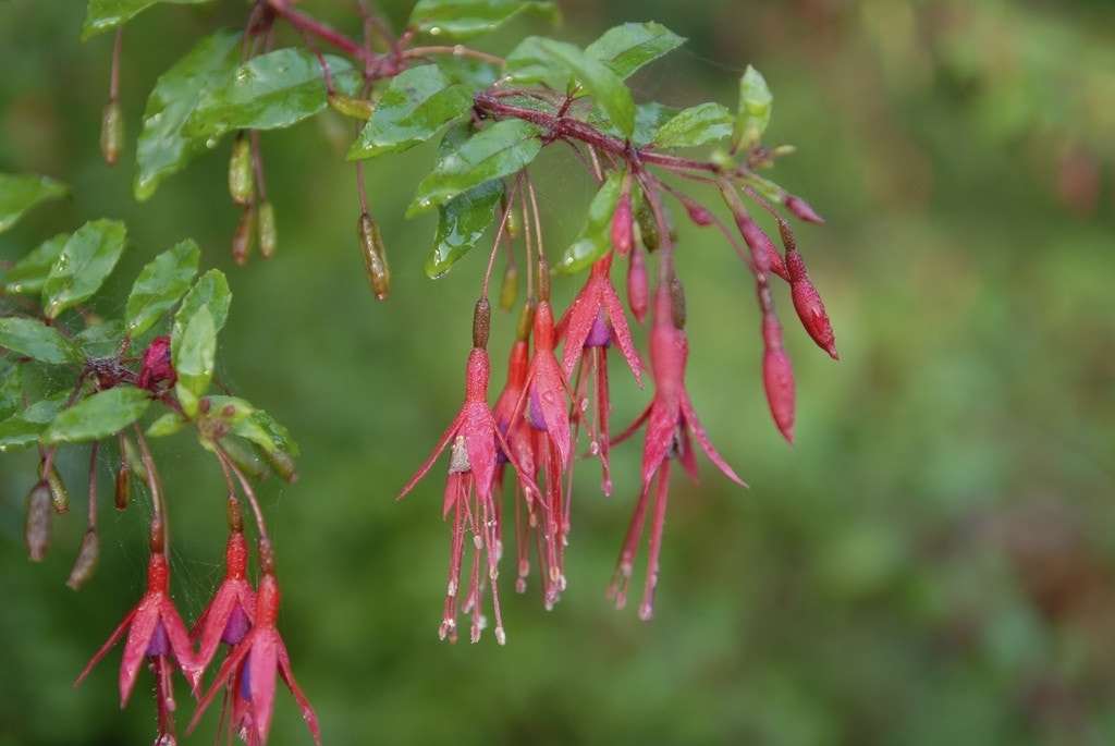 Bellenplant (Fuchsia magellanica 'Gracilis')