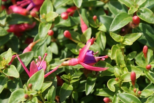 Bellenplant (Fuchsia 'Tom Thumb')