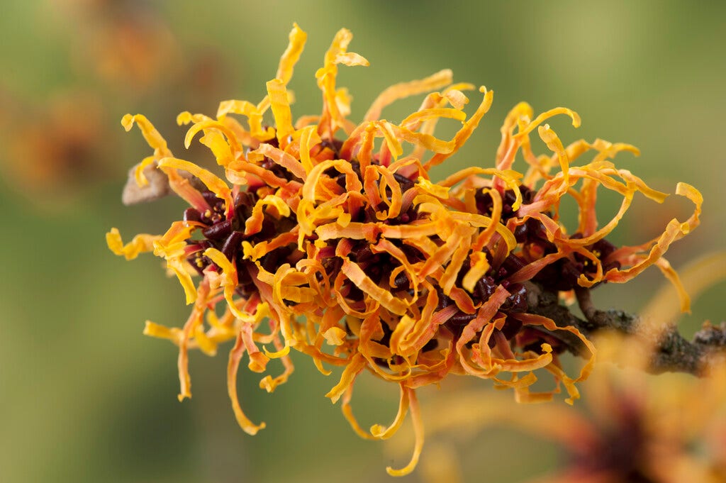 Toverhazelaar (Hamamelis intermedia 'Orange Beauty')