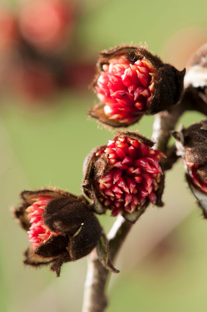 Grote Parrotia (Parrotia persica)