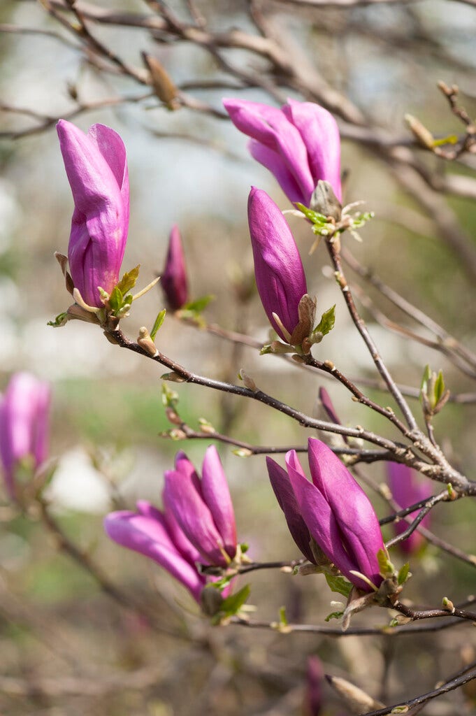 Magnolia als boom (Magnolia 'Susan')