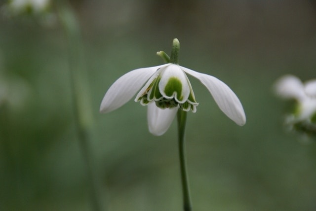 Sneeuwklokje (Galanthus 'Hippolyta')