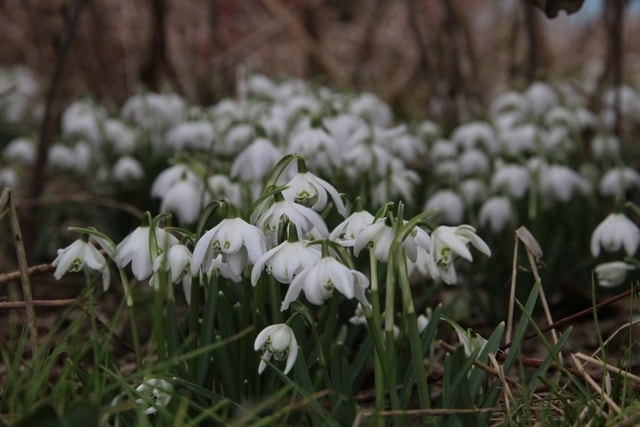 Sneeuwklokjes (Galanthus nivalis 'Flore Pleno')