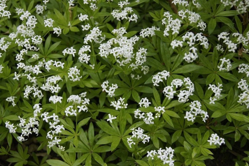 Lievevrouwebedstro  (Galium odoratum)