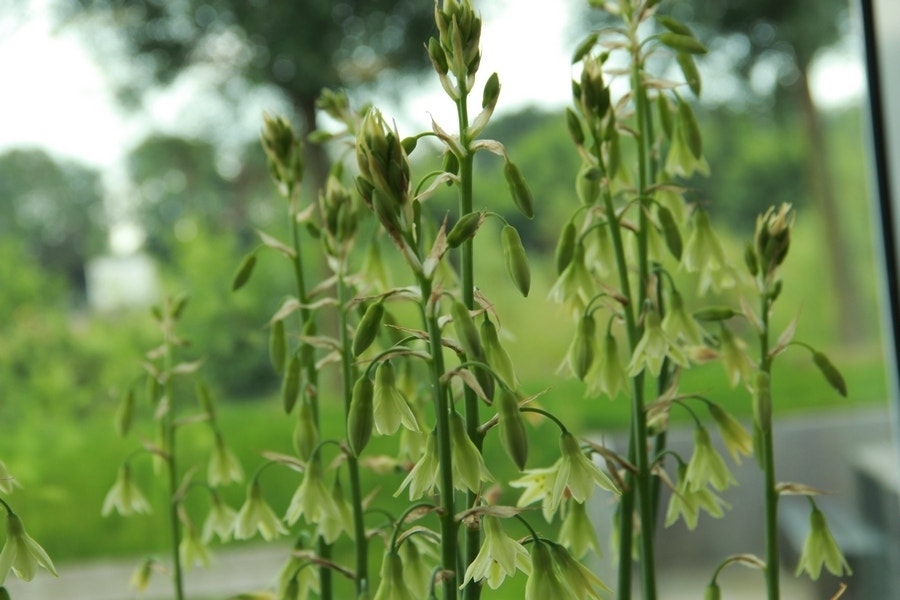 Kaapse Hyacint (Galtonia viridiflora)