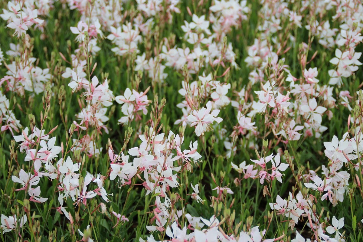 Prachtkaars (Gaura lindheimeri 'Short Form')