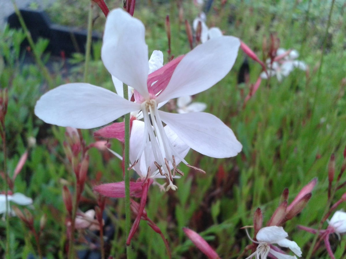 Lindheimer's kaars (Gaura lindheimeri)