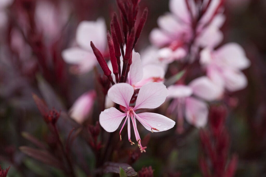 Prachtkaars (Gaura lindheimeri 'Gaudi Pink')