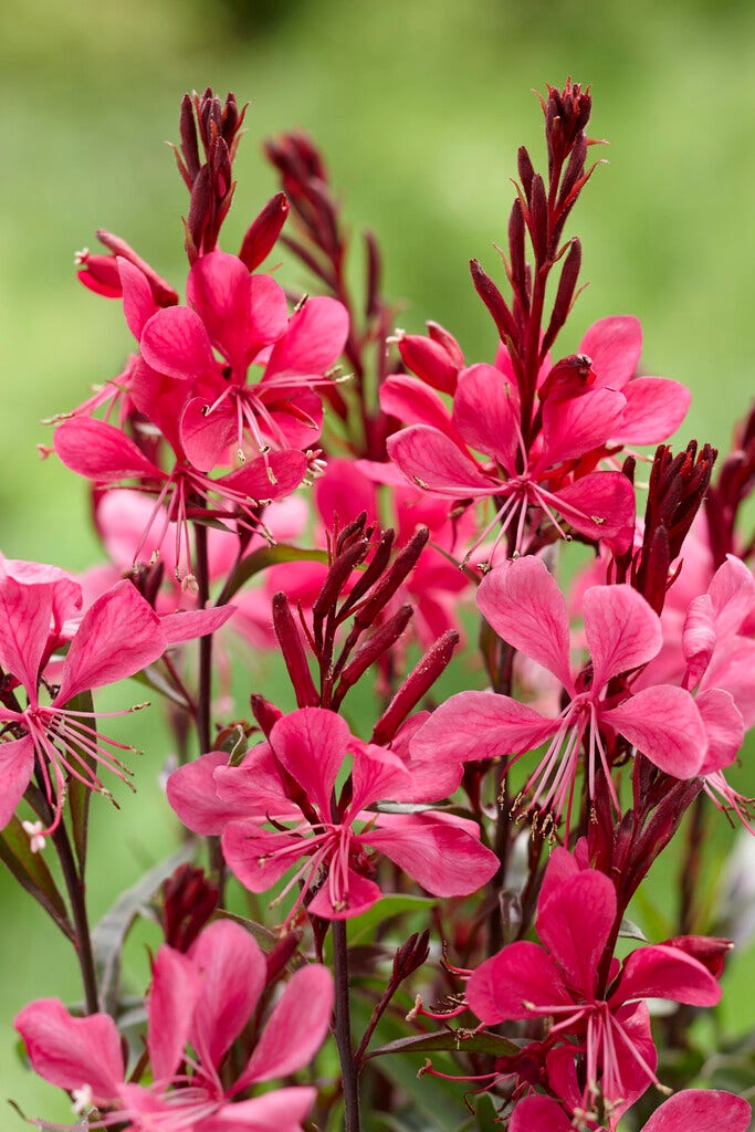 Prachtkaars (Gaura lindheimeri 'Gaudi Red')