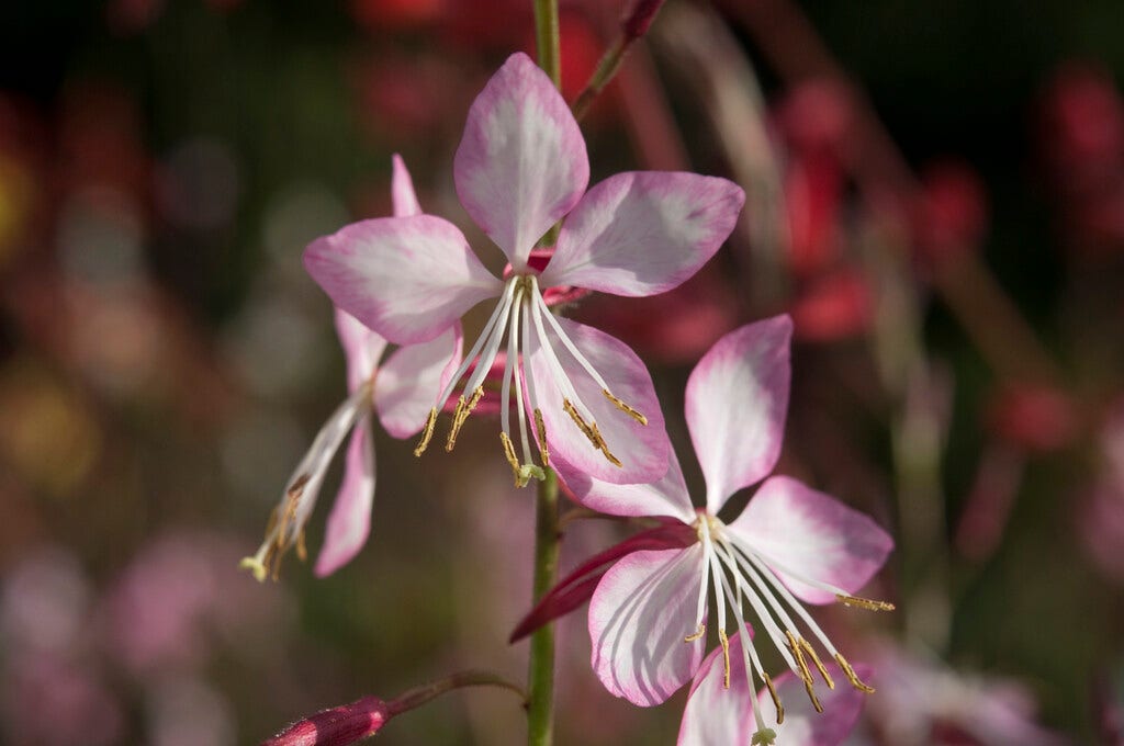 Prachtkaars (Gaura lindheimeri 'Rosy Jane')