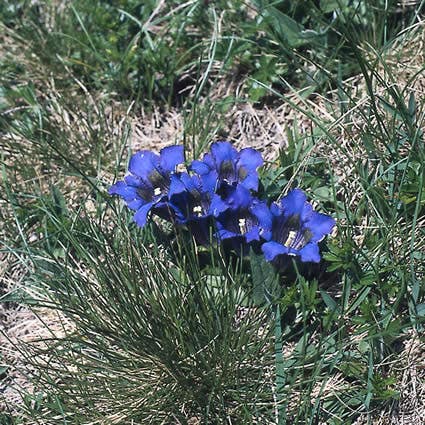 Gentiaan (Gentiana acaulis)