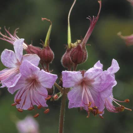 Ooievaarsbek (Geranium macrorrhizum)