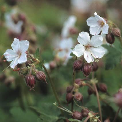 Ooievaarsbek (Geranium macrorrhizum 'Spessart')