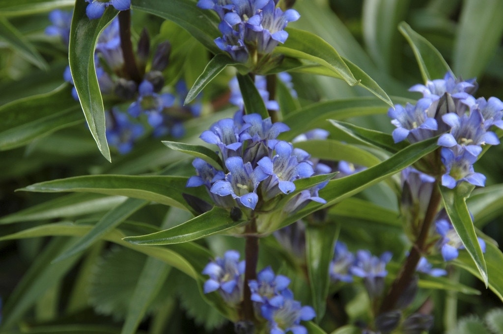 Gentiaan (Gentiana cruciata)