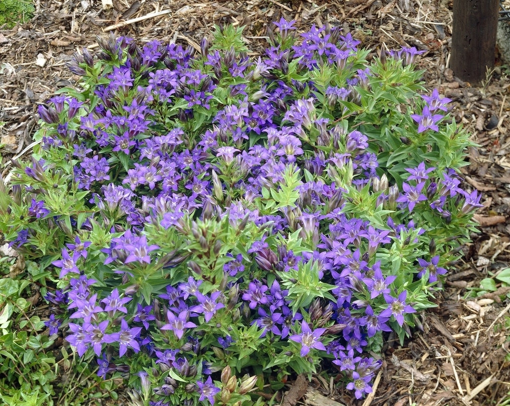 Gentiaan (Gentiana septemfida lagodechiana)