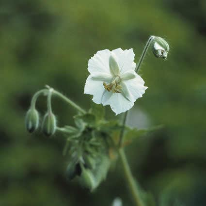 Ooievaarsbek (Geranium phaeum 'Album')