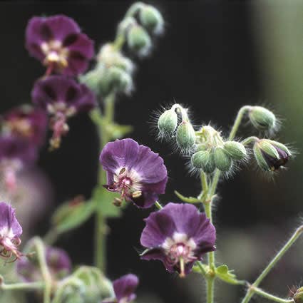 Ooievaarsbek (Geranium phaeum)