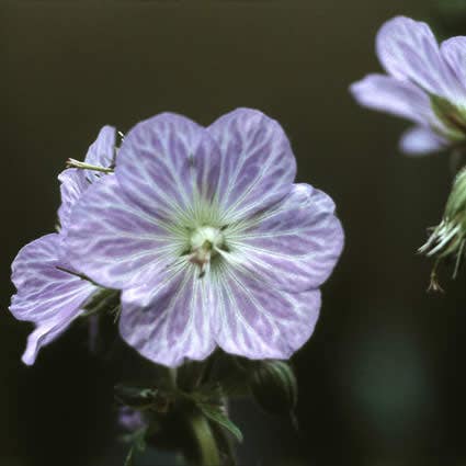 Ooievaarsbek (Geranium pratense 'Mrs Kendall Clark')