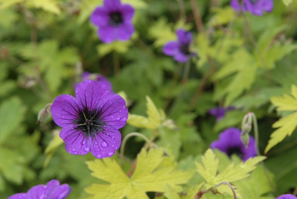 Ooievaarsbek (Geranium 'Ann Folkard')