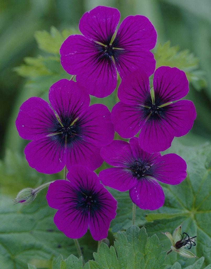 Ooievaarsbek (Geranium 'Anne Thomson')