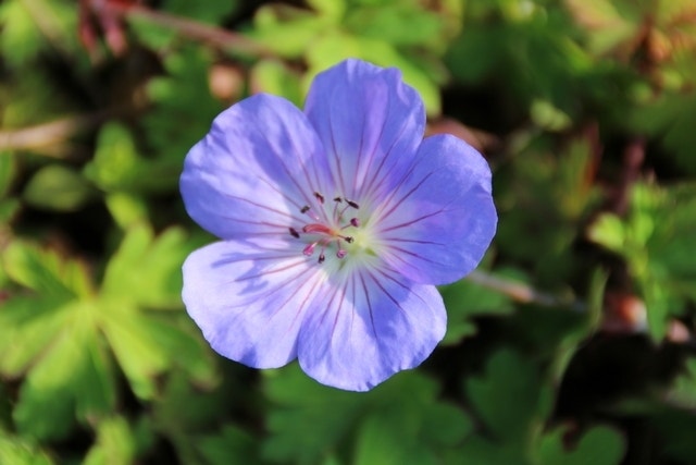 Ooievaarsbek (Geranium 'Azure Rush')