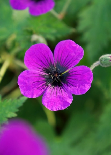 Ooievaarsbek (Geranium 'Dragon Heart')